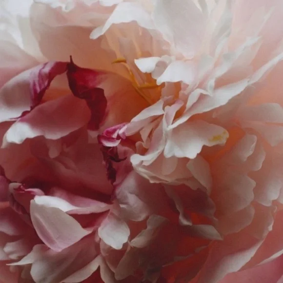 Jo Malone Peony & Blush Suede - 2 Piece Set - Picture 2 of 3